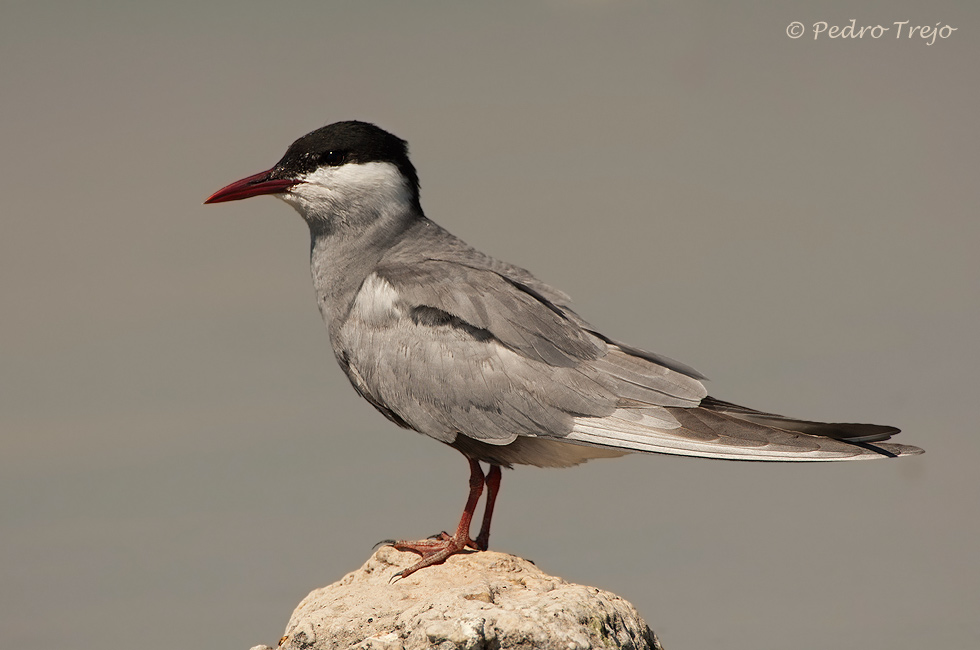 Fumarel cariblanco (Chlidonias hybridus)